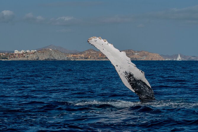 Whale Watching by Zodiac in Cabo San Lucas With Photos Included - Pricing and Booking