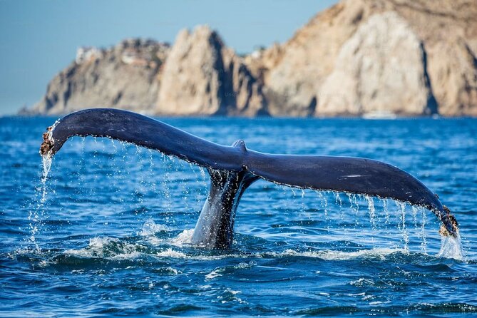 Whale Watching Cruise From Newport Beach - Sum Up