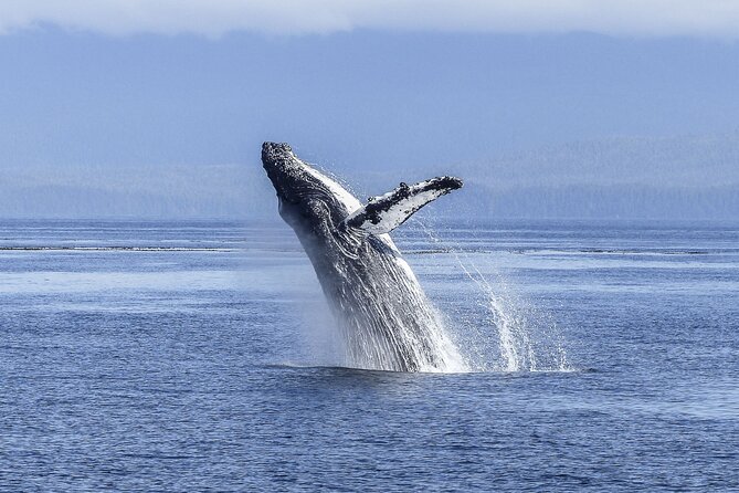 Whale Watching Cruise in Los Cabos - Whale Sightings and Encounters