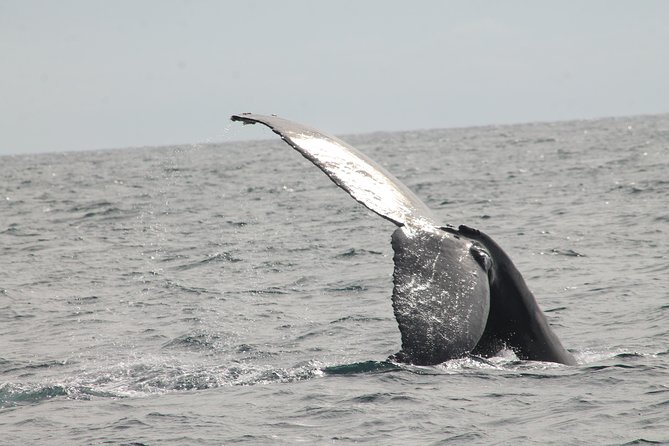 Whale Watching Dinner Cruise in Cabo San Lucas - Dinner and Entertainment