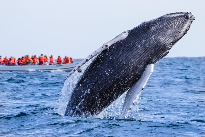 Whale Watching Experience - Duration and Group Size