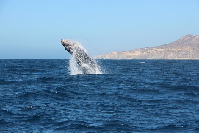 Whale Watching in Cabo San Lucas on Board Our Luxury Trimaran! - Cancellation and Booking Policy