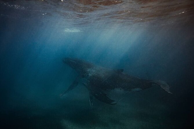 Whale Watching in Sao Tome & Principe - Accessibility Features