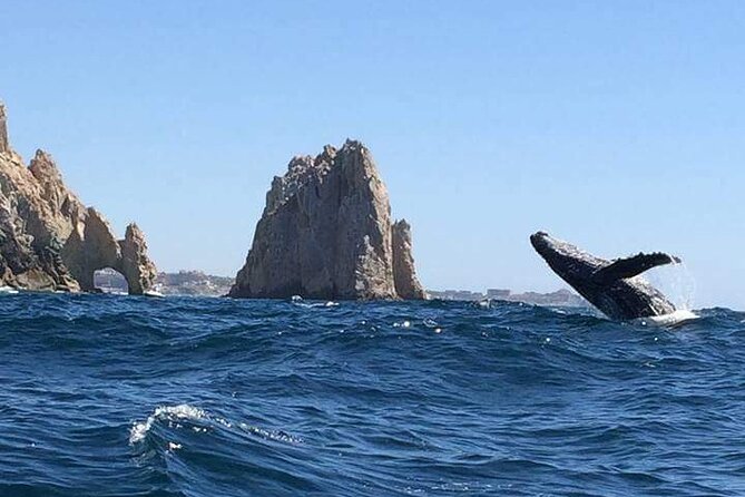 Whale Watching Kelly - Crew and Commentary
