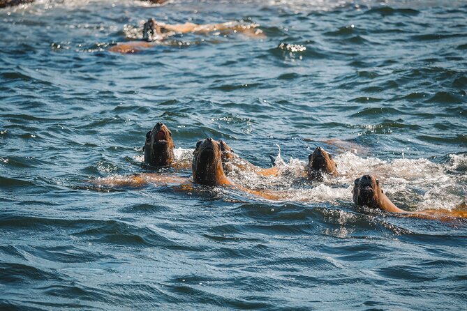Whale Watching Nanaimo Open Boat Tour - Safety Precautions and Conditions