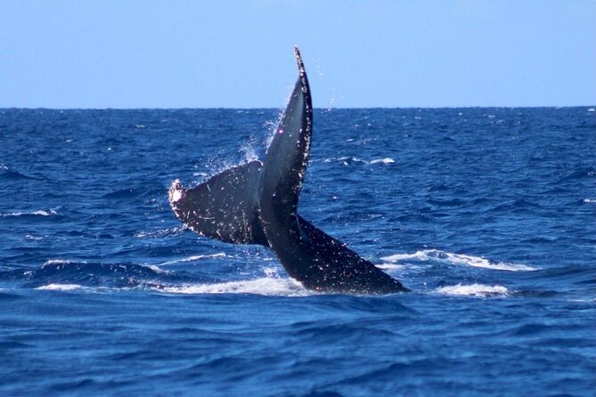Whale Watching on Big Island - Customer Experiences