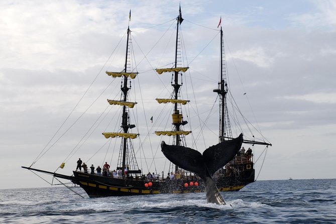 Whale-Watching Pirate Ship Cruise in Los Cabos - Customer Feedback