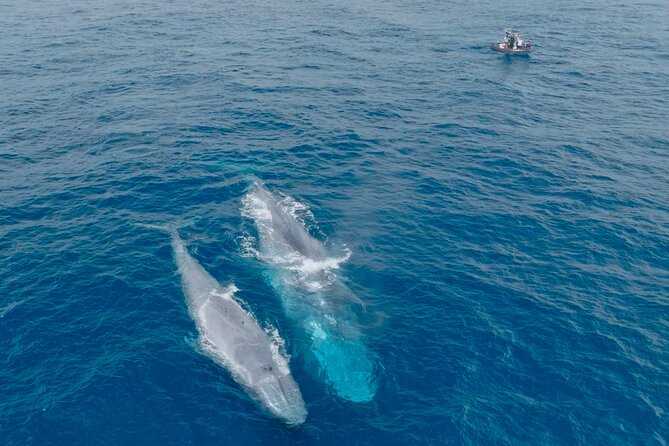 Whale Watching San Diego: Private Charter Experience - Health and Safety Restrictions