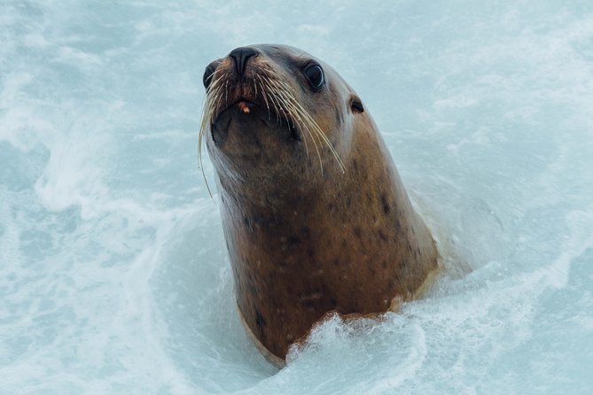 Whale Watching & Sightseeing Tour in Ucluelet, Vancouver Island - Accessibility and Requirements