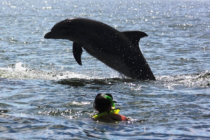 Wild Dolphins Encounter & Snorkeling - Traveler Reviews and Highlights