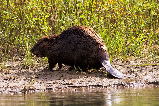 Wildlife on the Bow | Big Canoe Tour in Banff National Park - Traveler Testimonials and Feedback