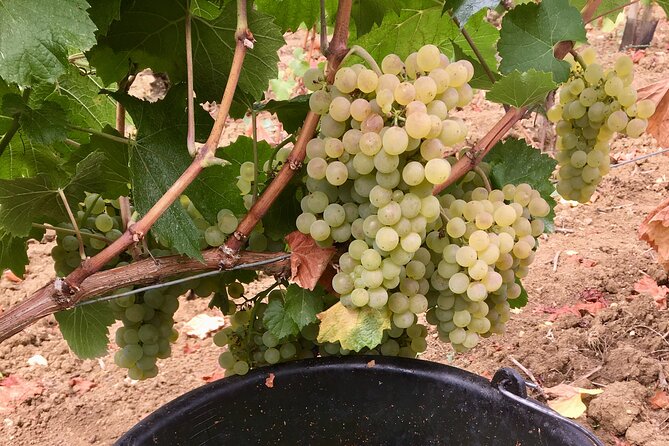 Wine Experience With Tasting in Burgundy - Tour Accessibility