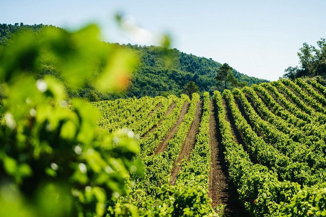 Wine Tasting, Cannes, Coco Chanel, Perfume Factory & Grasse - Wine Tasting Experience