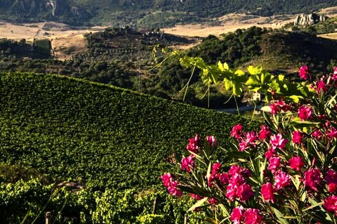 Wine Tasting for Small Groups in the Palermo Countryside - Pricing and Cancellation Policy