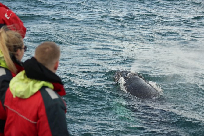 Winter Whale Watching & Northern Lights Cruise | Combo From Reykjavik - Booking Policies