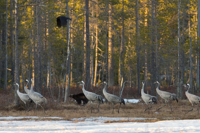 Wolverine Photography in Summer - Booking and Participation