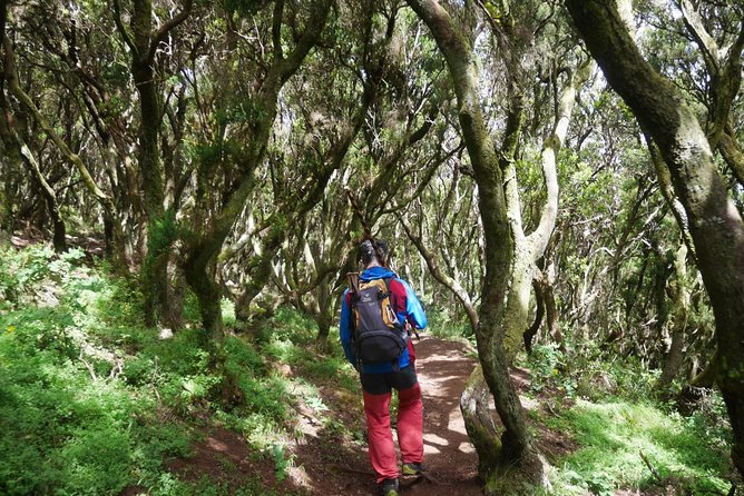 Wonderful Hike Through the Magic Forest of Tenerife - Health and Safety Considerations