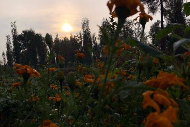 Xochimilco Sunrise From Mexico - Customer Feedback and Issues