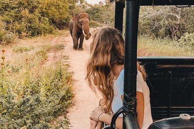 Yala Half Day Safari - What to Expect During the Safari