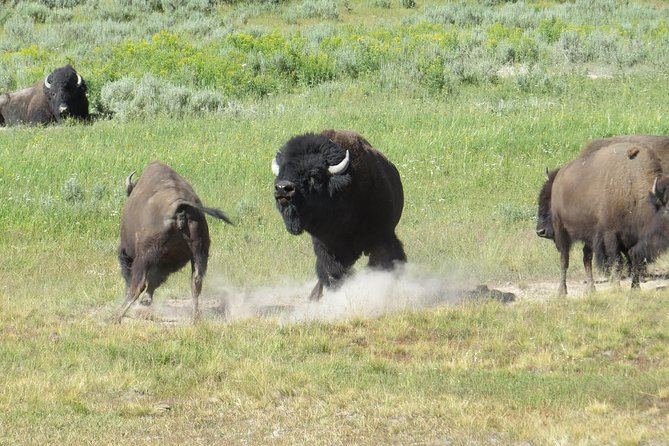 Yellowstone National Park - PRIVATE Full-Day Lower Loop Tour From Jackson Hole - Inclusions and Amenities