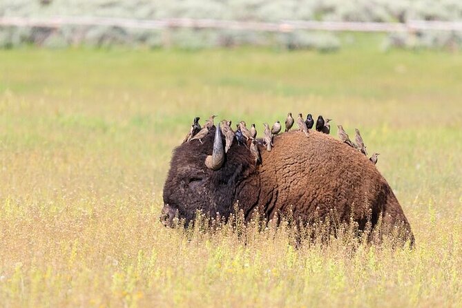 Yellowstone Wildlife Safari in Lamar Valley From Bozeman - Inclusions and Amenities Provided