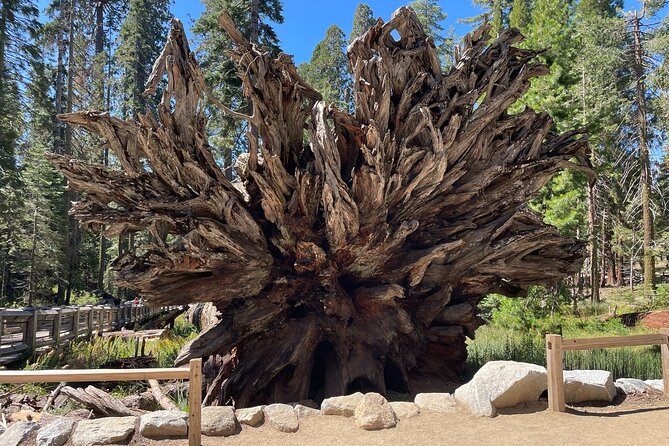 Yosemite National Park & Sequoias Private Tour From San Francisco - Tour Highlights