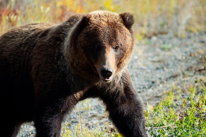 Yukon Summer Dream - Active Summer Adventure | 5 Days - Pricing and Availability