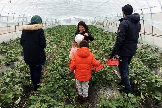 Zhujiajiao Water Town Private Tour With Local Farm Visit and Fruit Picking - Fruit Picking Adventure
