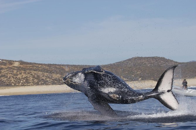 Zodiac Whale-Watching Adventure in Los Cabos - Safety and Accessibility