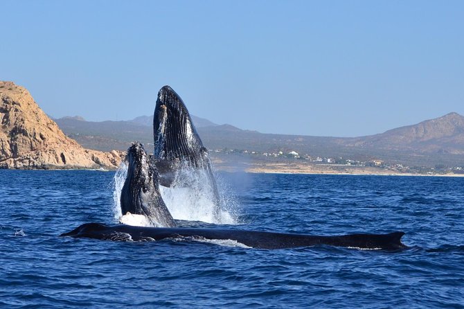 Zodiac Whale Watching Adventure - Incl FREE Photos & Whale Sightings Guarantee - Customer Reviews