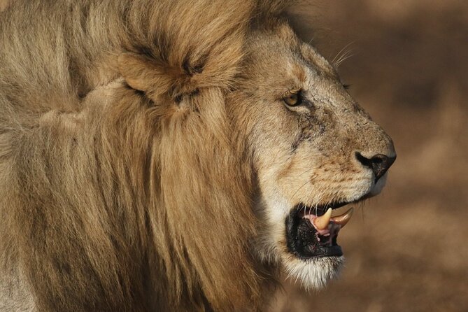 5-Day Private Safari in Serengeti Np & Ngorongoro Crater - Good To Know