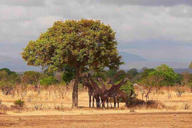5 Days Fantastic Tanzania Lodge Safaris - Overview of the Safari Tour