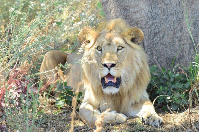 5 Days Tanzania Luxury Lodge Private Safari - Good To Know