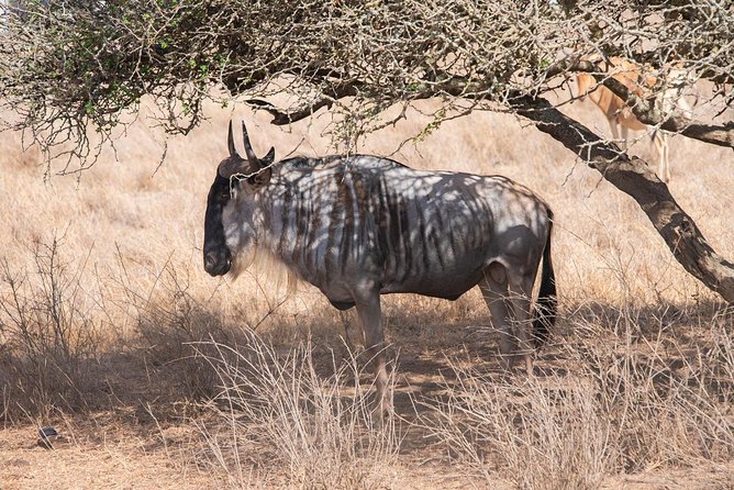 5 Hours Nairobi National Park Private Tour - Good To Know