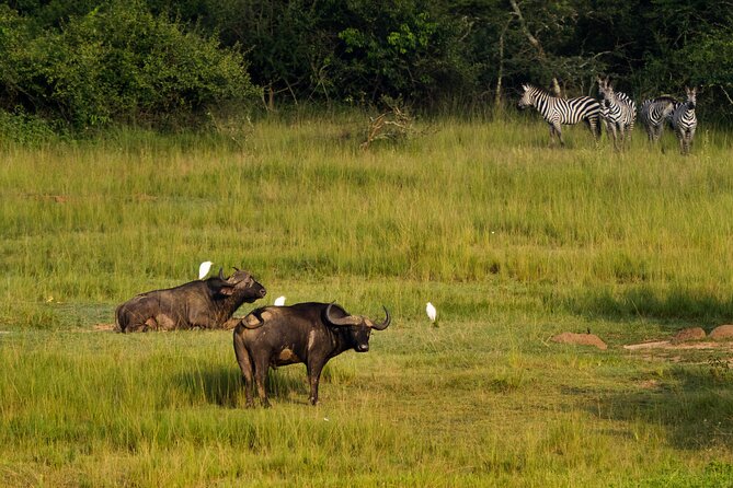 1 Day Akagera National Park Safari - Meeting and Pickup Details