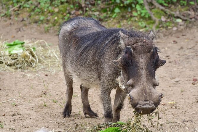 1 Day: Arusha National Park - Frequently Asked Questions