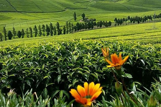 1-Day Lake Kivu Karongi Boat Cruise & Coffee Farming With Lunch - Exploring Lake Kivu