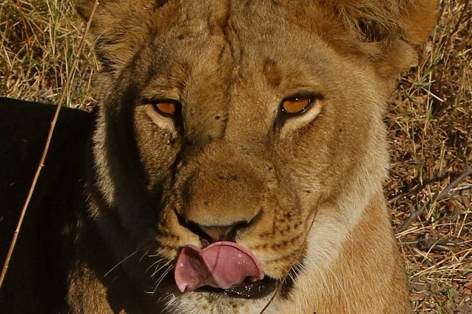 1 Day Moremi Game Drive Safari, Guided - Pickup Information