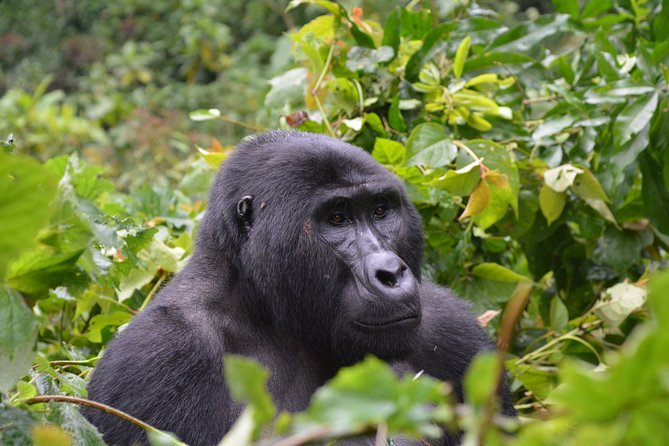 1 Day Mountain Gorilla Trekking Safari Uganda - Tips for a Successful Trek