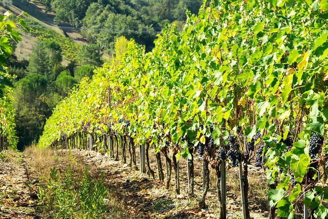 1 Hour Wine Tasting Experience in the Hills of Florence - Frequently Asked Questions