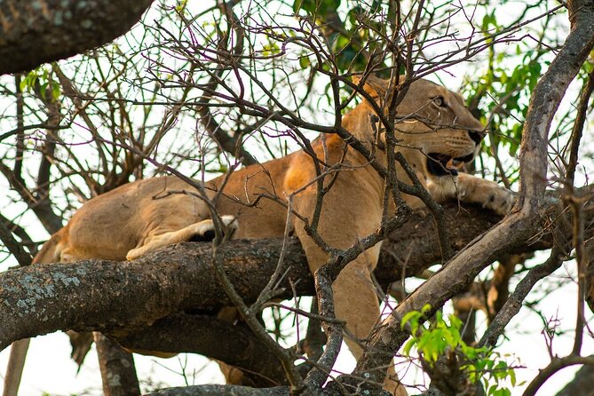 10-Day Big-7 Private Tour Experience in Uganda Safari - Essential Permits and Fees