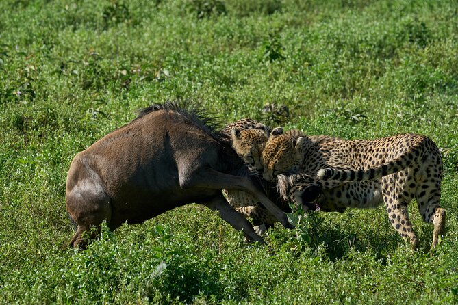 10-Day Predators Tanzania Safari Luxury Package - Traveler Reviews