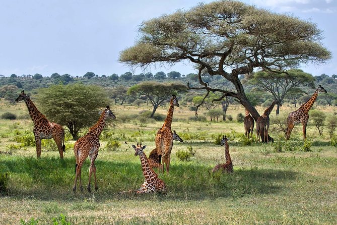 10 Days / 9 Nights Join Group Safari - Safari Itinerary Highlights