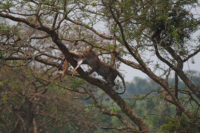 10 Days Affordable Gorilla Trekking Holiday - Travel Tips for Gorilla Trekking