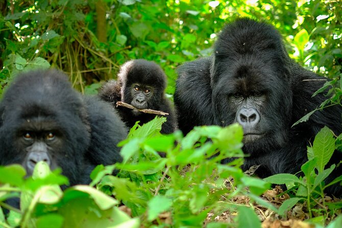 10-Days Uganda Gorillas and Chimpanzee Wildlife Discovery - Transportation and Logistics