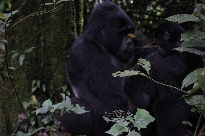 11 Days Uganda +Gorillas - Pricing Details