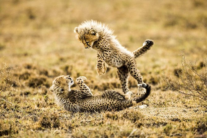 12 Days Best Of Kenya and Tanzania Safari - Luxury - Traveler Information