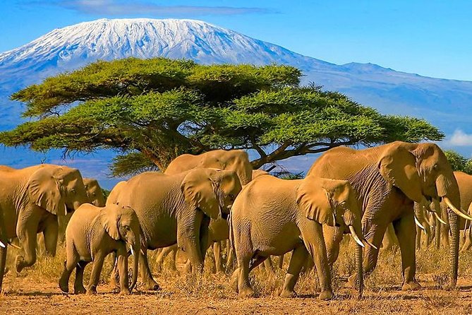 12-Days Best Of Kenya Big Five Wildlife Private Safari - Traversing the Great Rift Valley