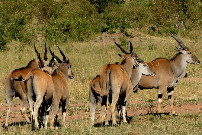 12 Days Wildebeest Migration Masai Mara Nakuru Uganda Gorilla Trekking Safari - Frequently Asked Questions