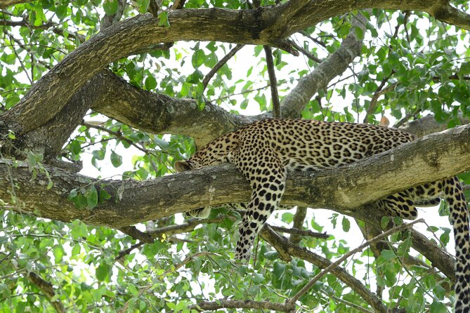 13 Day Uganda Safari With Gorillas, Chimps & Tree Climbing Lions - Tour Inclusions